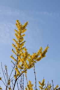 Low angle view of flowering plant against sky