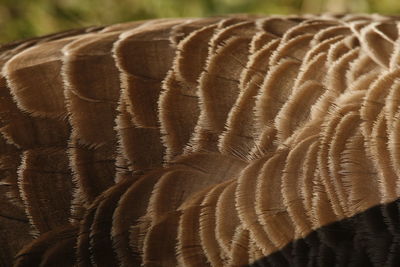 Close-up of zebras