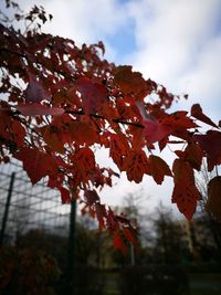 Low angle view of maple tree against sky