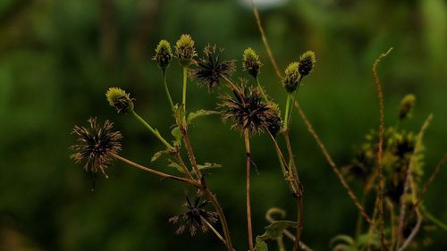 Close-up of thistle