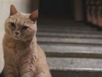 Portrait of cat sitting on steps