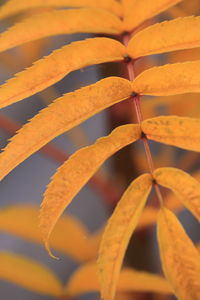 Close-up of yellow flower