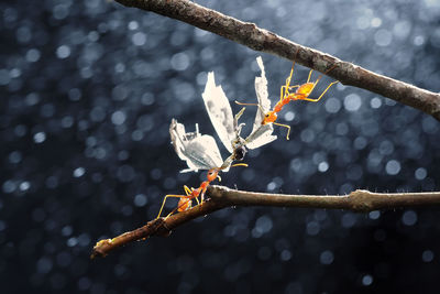 Close-up of ants carrying dry leaf on branches