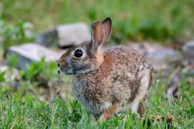 Close-up of rabbit on grassy field