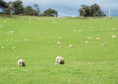 Sheep grazing on grassy field