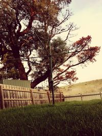 Tree on field against sky