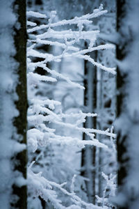 Close-up of snow covered land