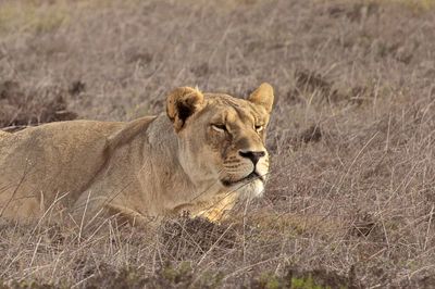 Lion grazing on field