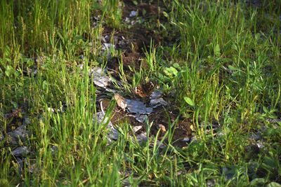 Plant growing in water