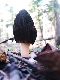 Close-up of mushroom growing on field