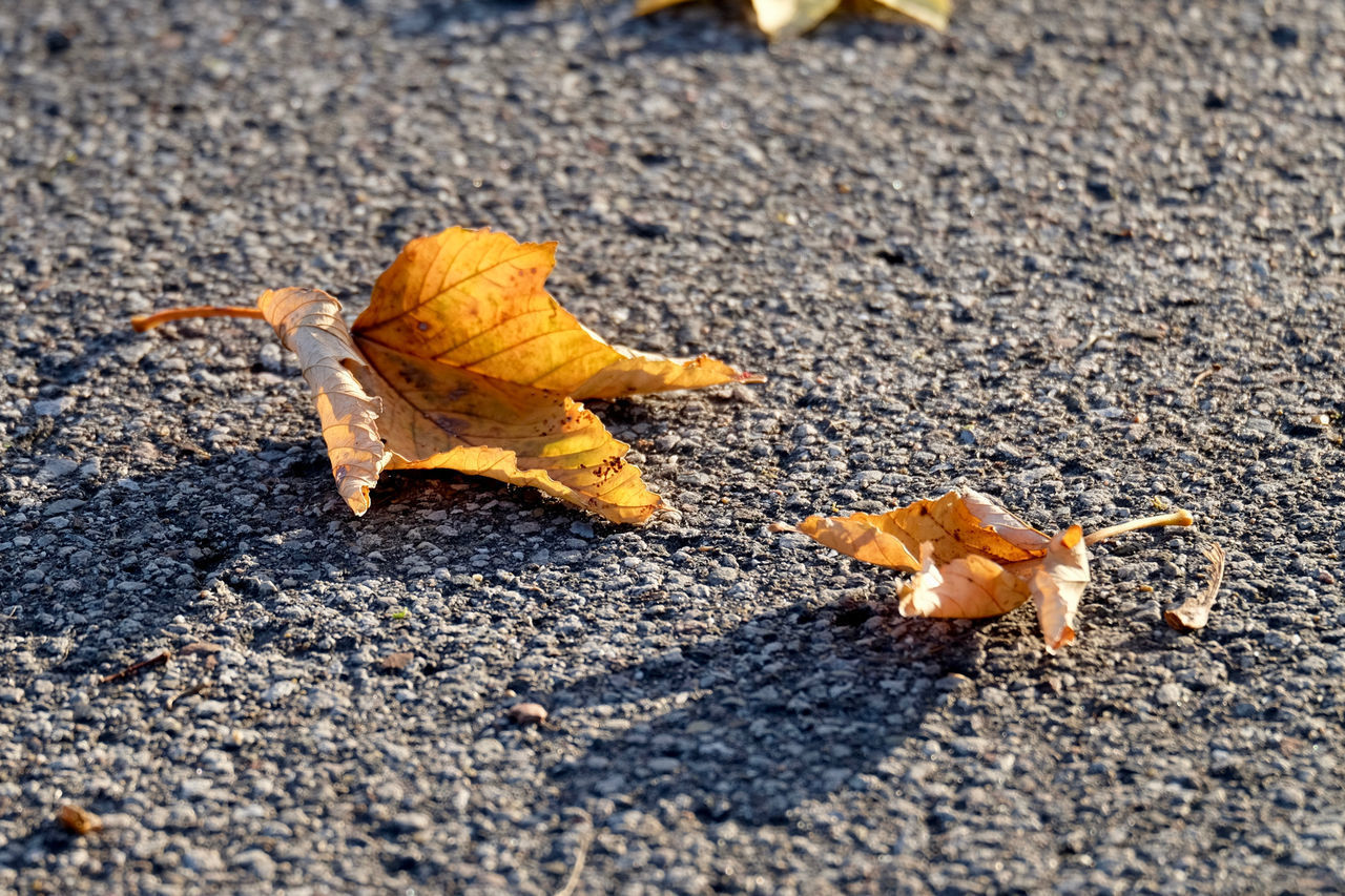 HIGH ANGLE VIEW OF AUTUMN LEAF ON LAND