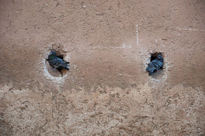 Pigeons perching in holes of wall