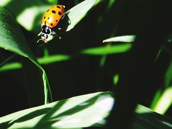 Close-up of butterfly on leaf