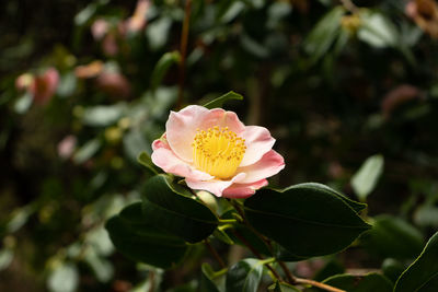 Close-up of pink rose