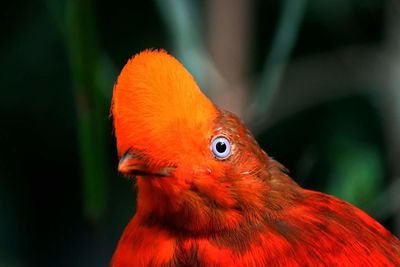 Close-up of parrot