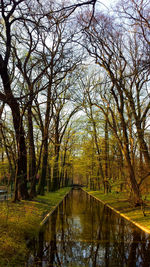 Reflection of trees in water