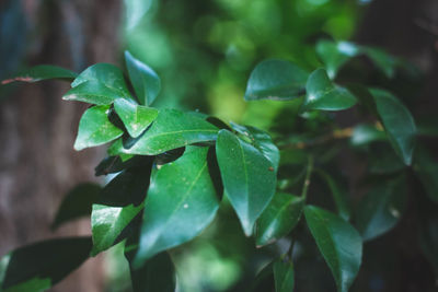 Close-up of fresh green leaves on plant