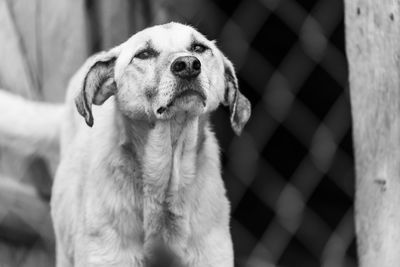 Close-up of dog looking away