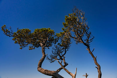 Low angle view of tree against clear blue sky