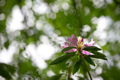 Close-up of pink flowering plant