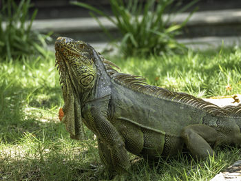 Close-up of a lizard on a field