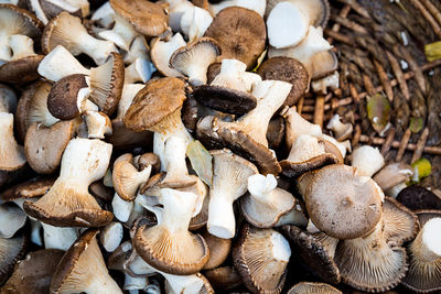 High angle view of mushrooms