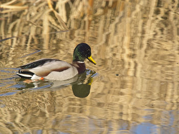 View of mallard ducks swimming in lake