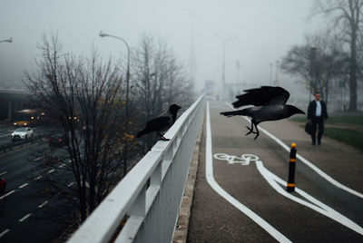 Crows at road in city during foggy weather