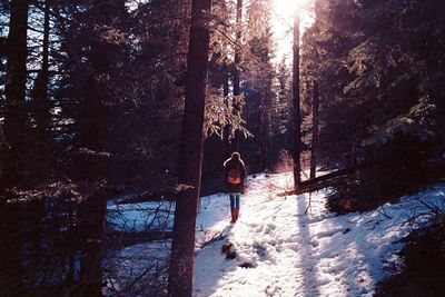 People standing on tree trunk in forest