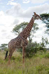 Giraffe eating tree while standing on field