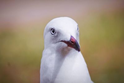 Close-up of white bird