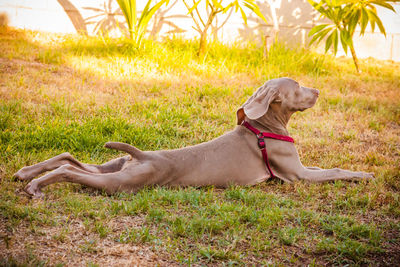 Dog standing on grassy field