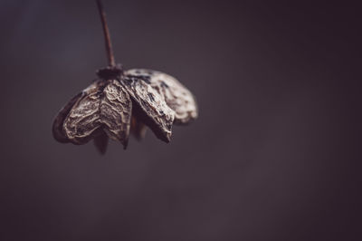 macro photography