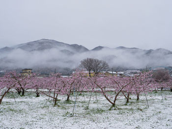 Scenic view of field by mountains against sky