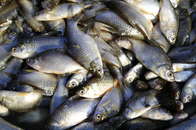 High angle view of fish in market