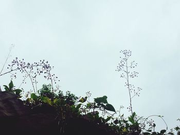 Low angle view of tree against clear sky