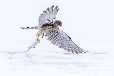 Bird carrying mouse over snow covered field