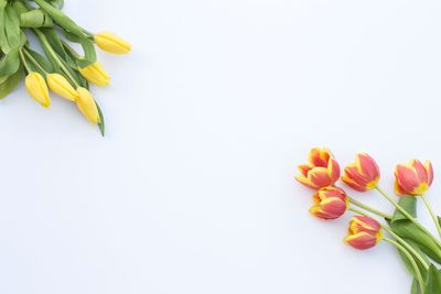Close-up of yellow tulips against white background