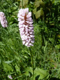 Close-up of purple flower blooming outdoors