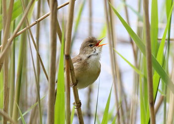 Close-up of bird perching on a plant