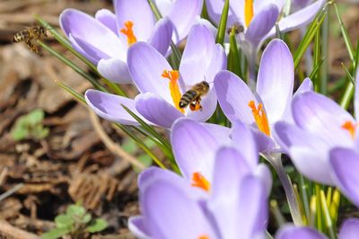 Close-up of bumblebee on purple crocus