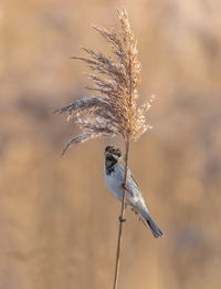 Close-up of bird perching on plant