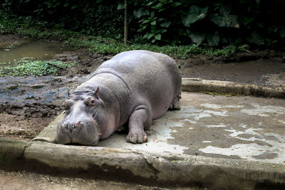High angle view of sheep in zoo