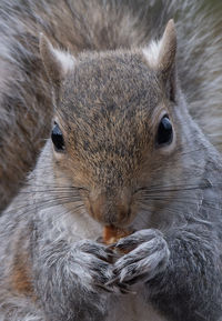 Close-up of squirrel