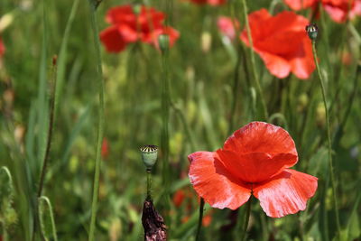 Close-up of red poppy flowers