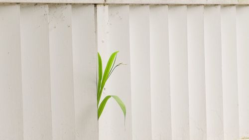 Close-up of plant