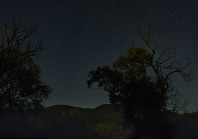 Low angle view of silhouette trees against sky at night