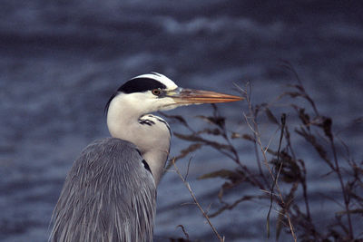 Close-up of a bird