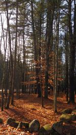 Trees in forest