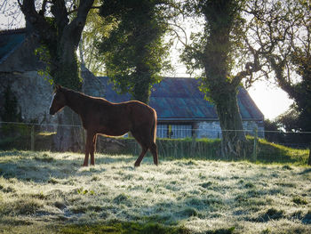 Horse standing in a field